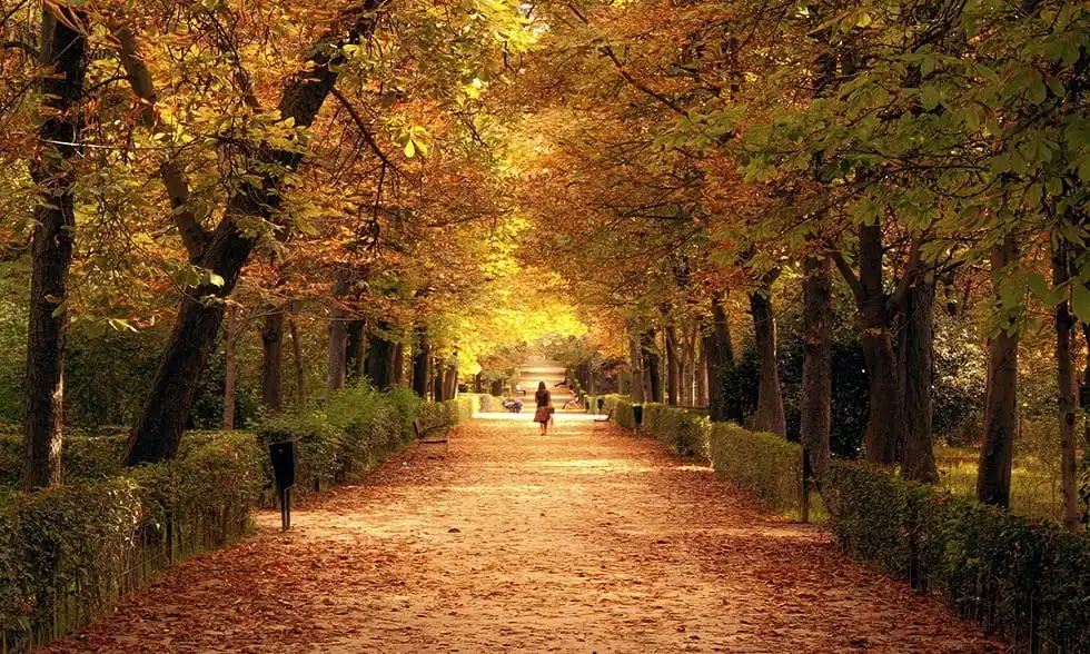Las Mejores Actividades de Otoño en Madrid para Nuevos Residentes